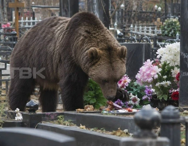 Красноярцы увидели медведя на Шинном кладбище