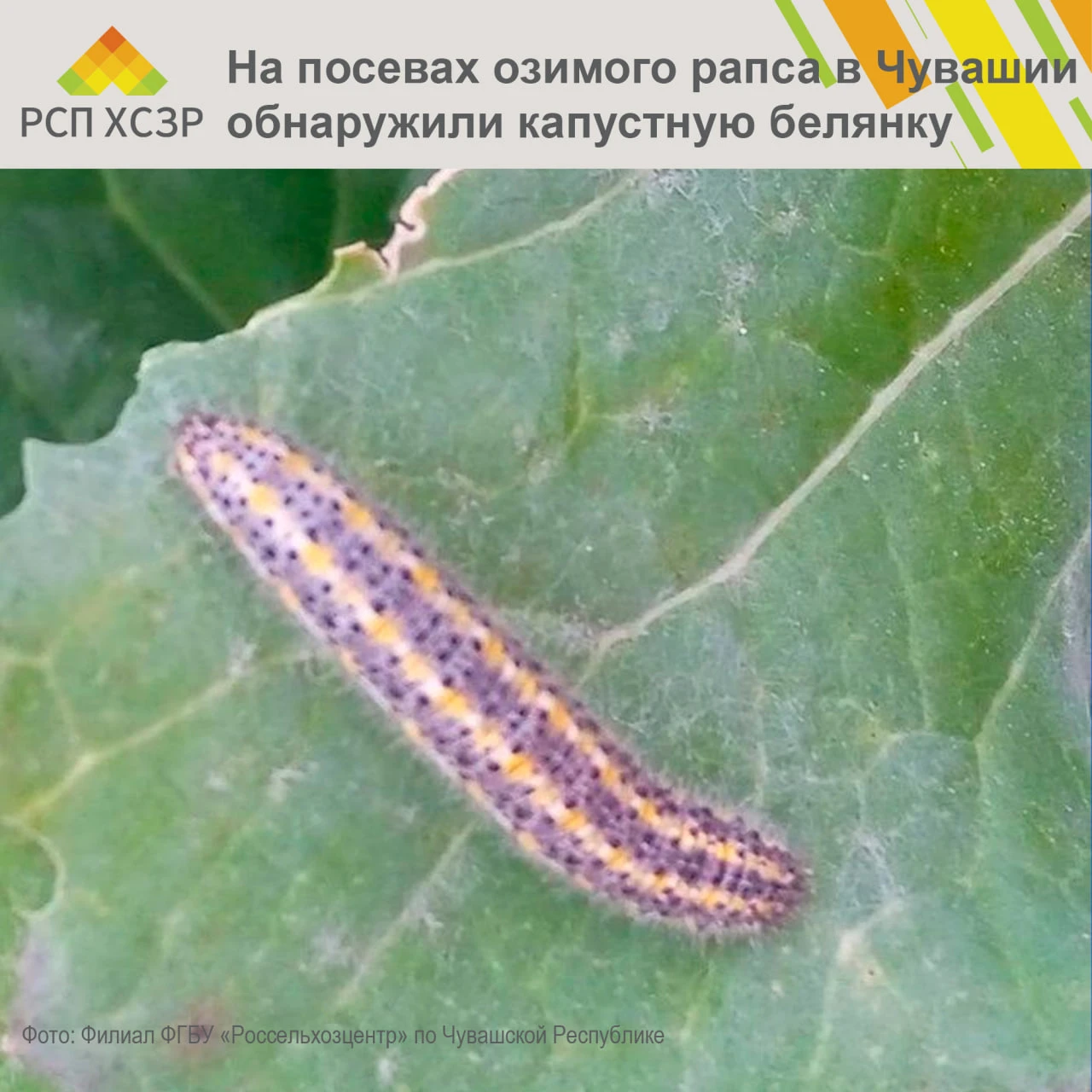 ⚠️ В Чувашии на посевах озимого рапса обнаружены гусеницы капустной белянки