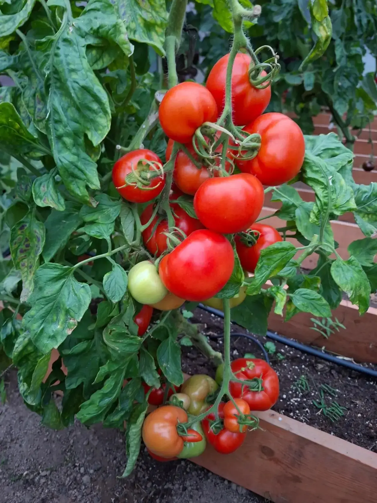 Бабье лето в разгаре, а мы всё ещё с урожаем! 😎🍅