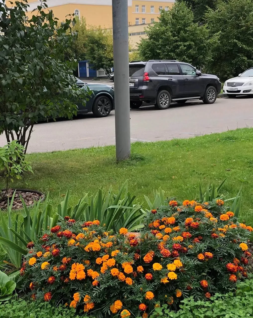 Цветы — украшение нашего района 🌷