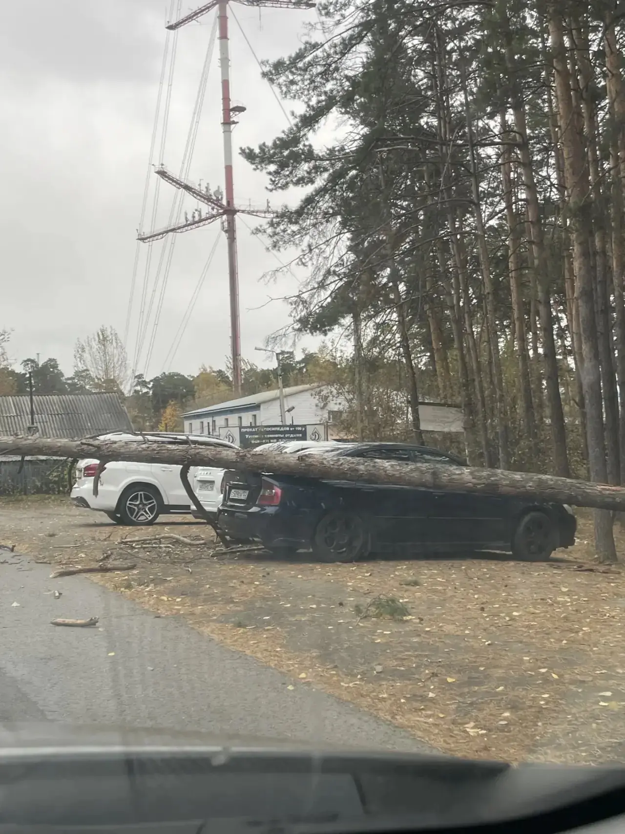 🌬️ Сильный ветер валит деревья в Барнауле