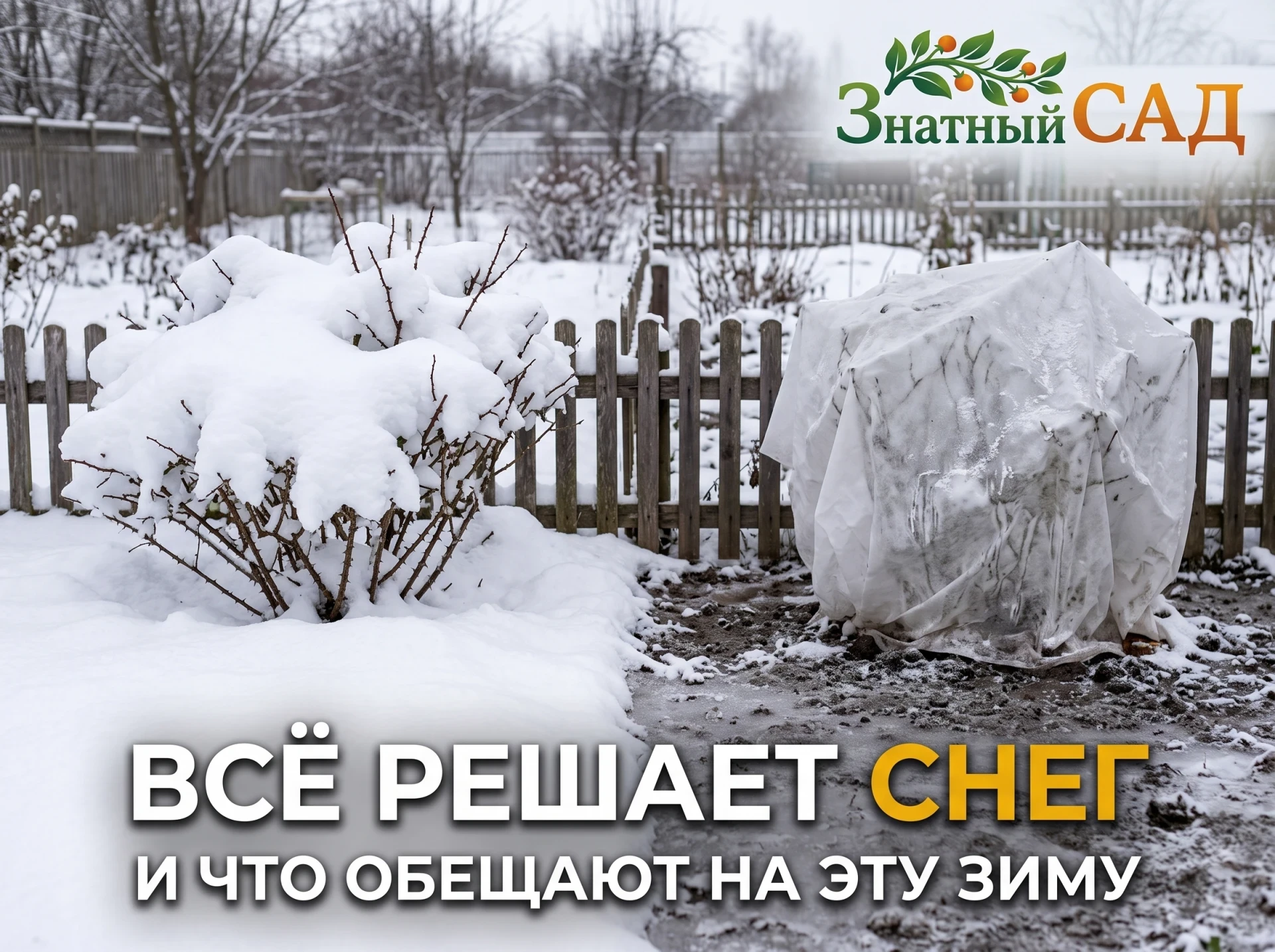 ❄️ ПОЧЕМУ У СОСЕДА РОЗЫ ЖИВЫ БЕЗ УКРЫТИЯ, А У ВАС НЕТ