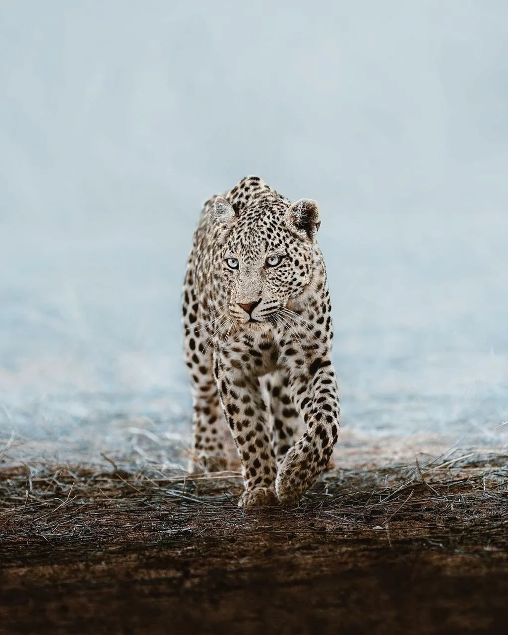 Сверхсосредоточенный🐆