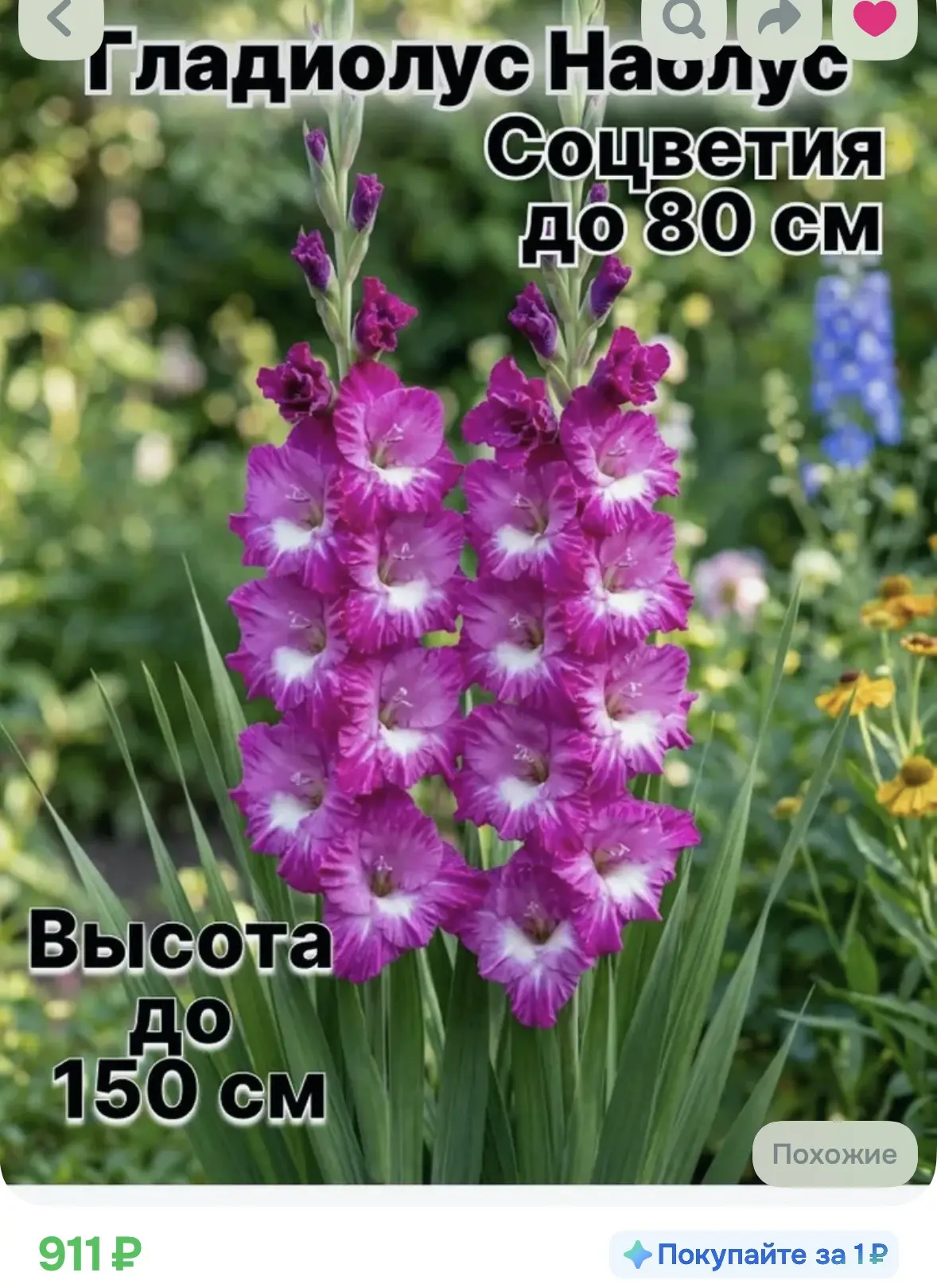 Луковицы гладиолусов