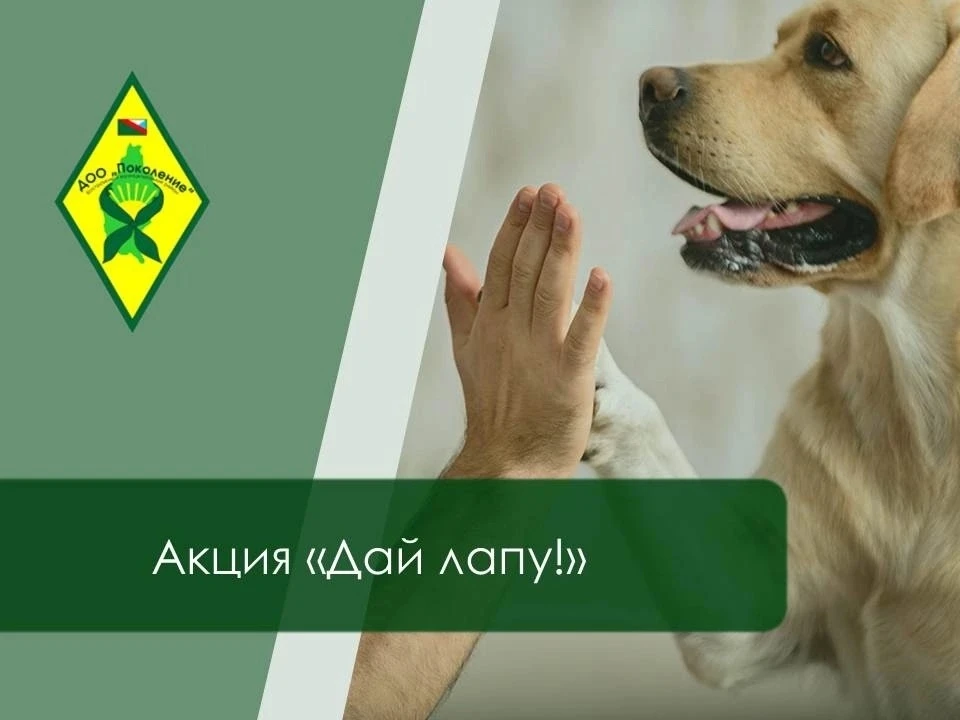 🐾 4 октября — Всемирный день защиты животных! Добро начинается с нас! 🐶🐱🎨