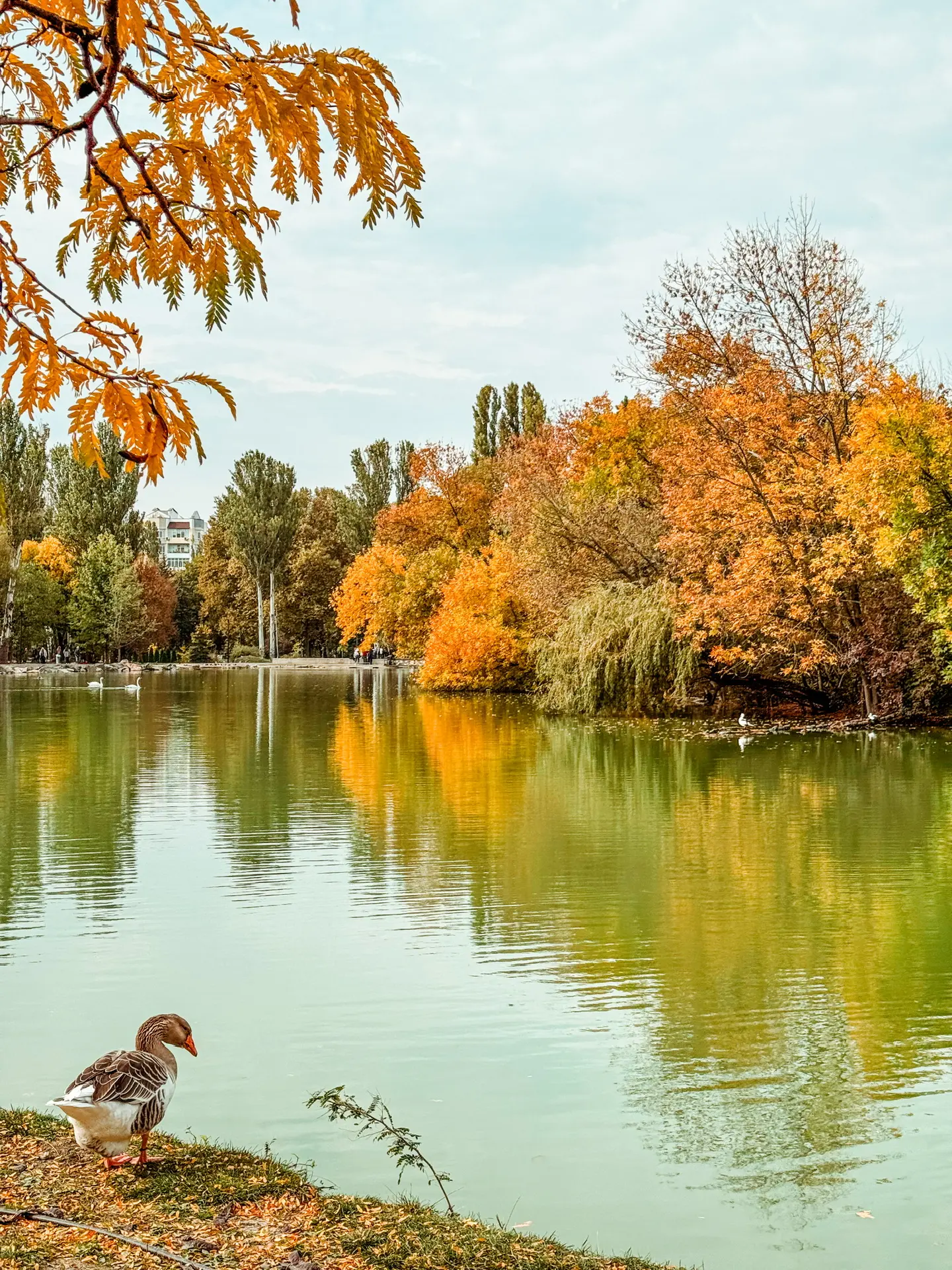 Осень в Симферополе🧡🍂
