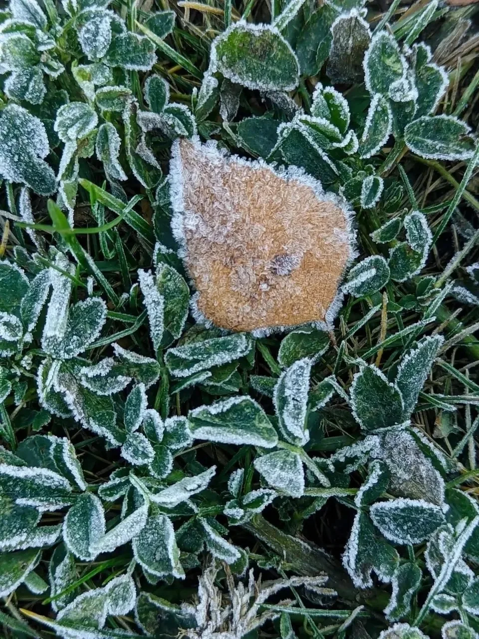 Морозное дыхание осени❤️