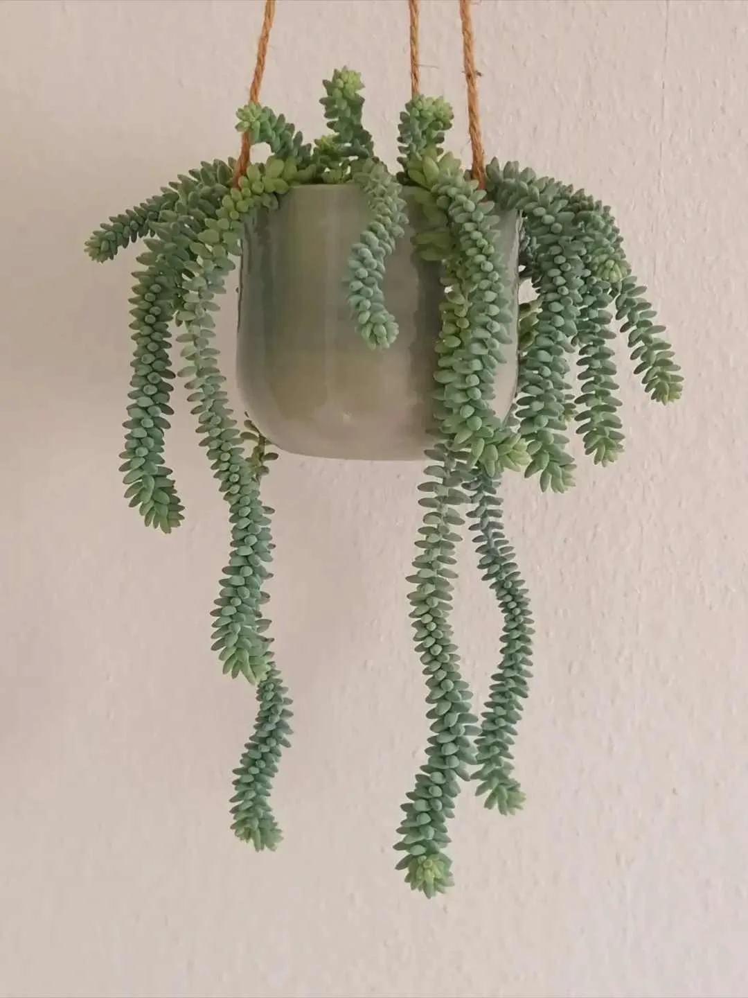 🌿 Очиток (седум) ❤️
