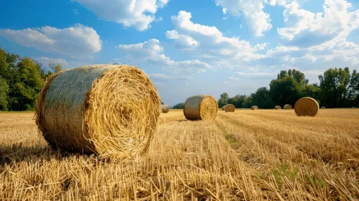 Продам сено в рулонах,солома. Обр. по тел. 89333232342
