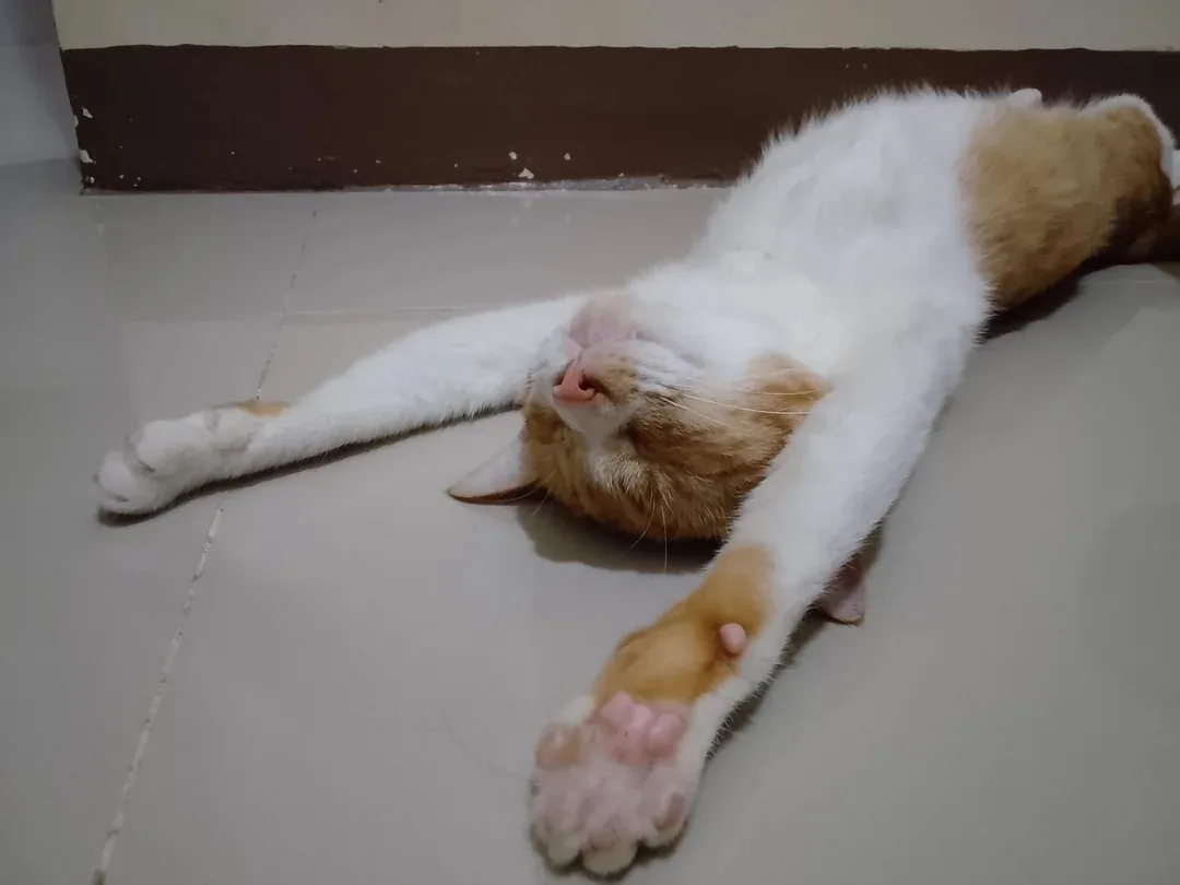 Самая любимая поза в зарядке 😸