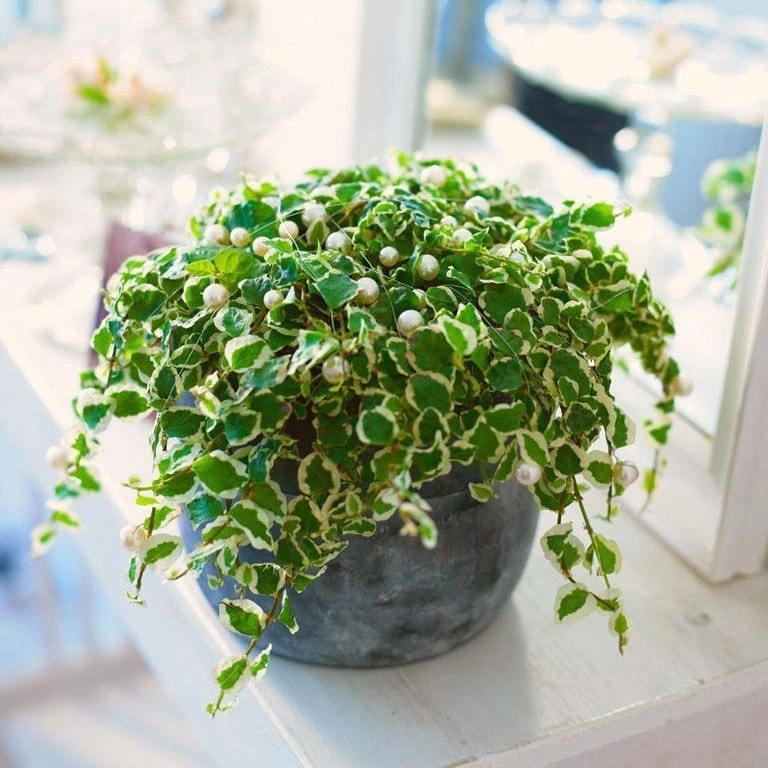 ФИКУС ПУМИЛА🌿