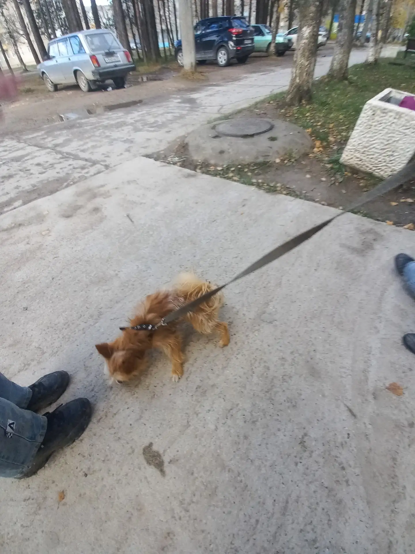 Была найдена собака,