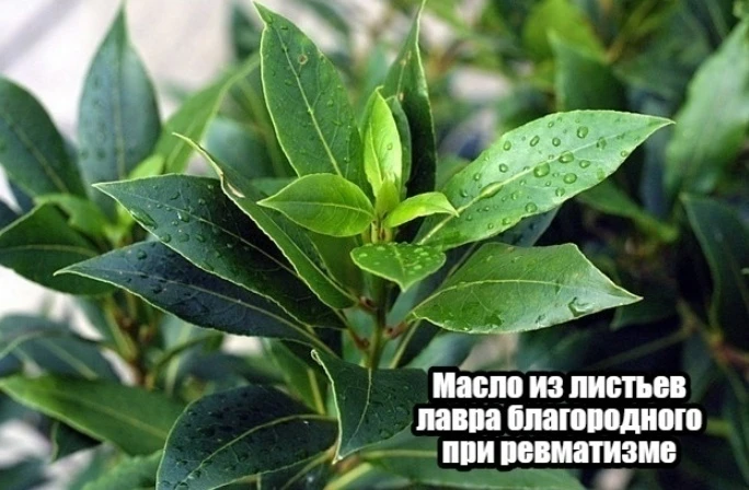 Μacлo из лиcтьeв лaвpa блaгopoднoгo пpи peвматизмe