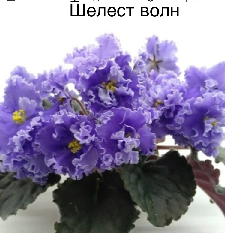 Продам деток сортовой фиалки, цена 100р