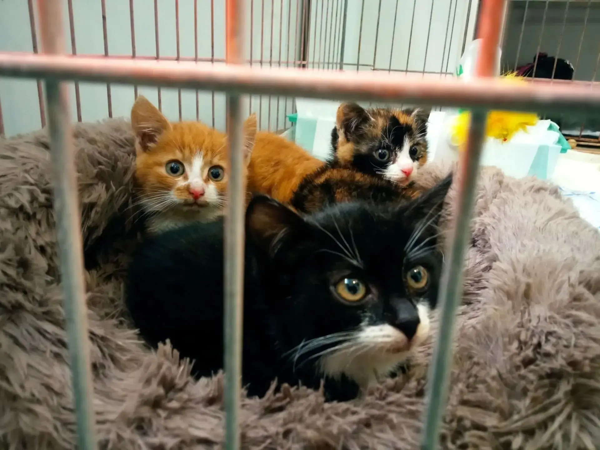 14.10.2026г. в д.Савинская (в поле) были отловлены 3 котенка (2 девочки, рыжий мальчик)...