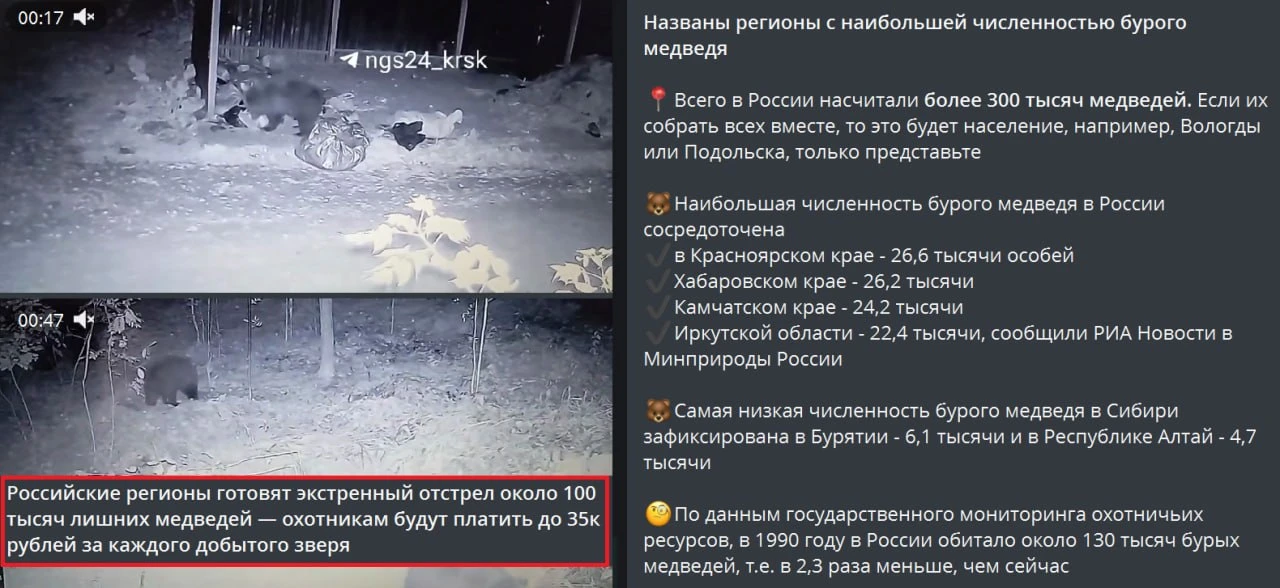 О МЕДВЕДЯХ