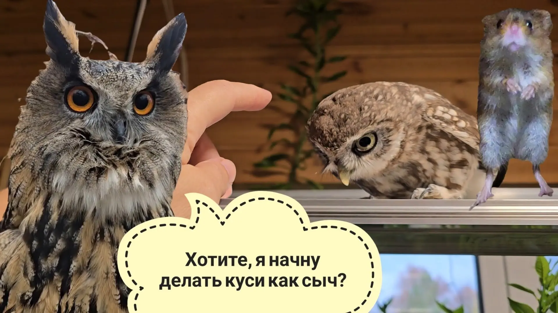 Мышки-малютки делают утро милым. Сова Ёль взбултыхнулась в тазике. Собираюсь на Монстериум