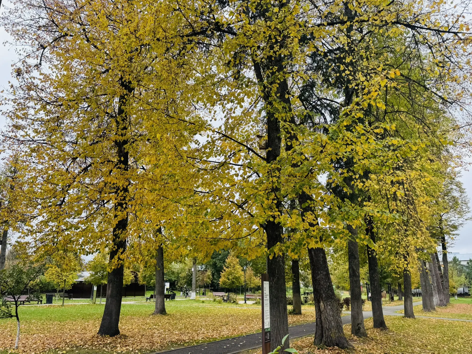 🍂В парке осень царит золотая,
