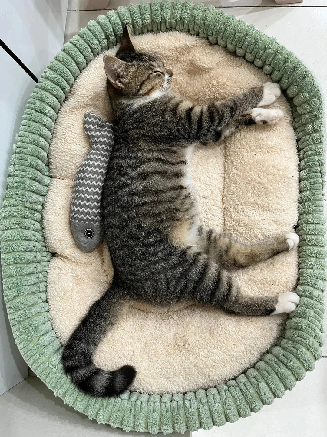Ожидание и реальность после покупки дорогой лежанки 😸