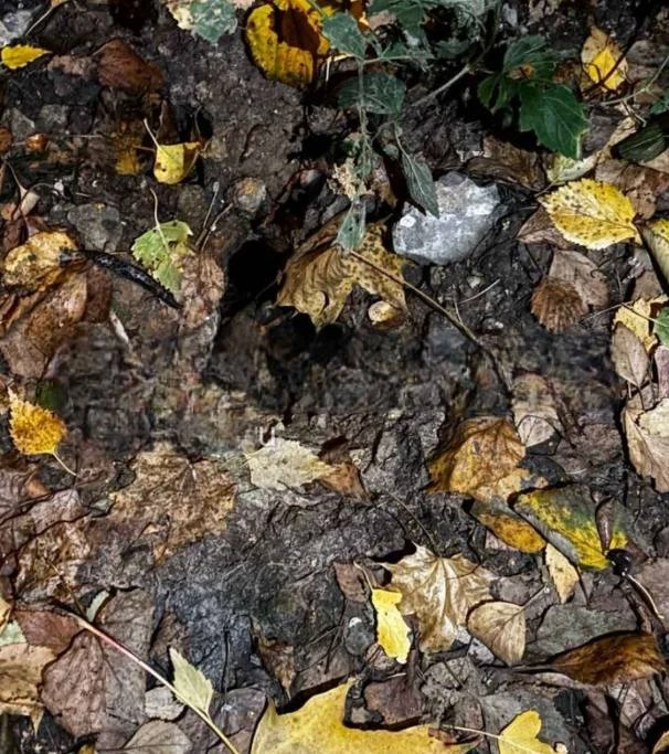 ⚠️ Глубокую яму в Коньково спрятала опавшая листва