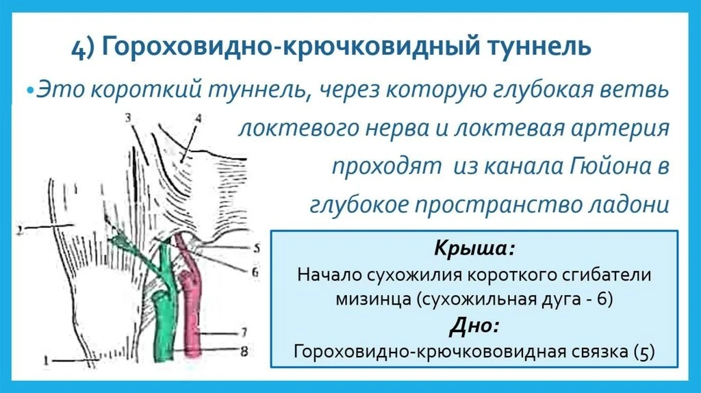 Канал Гюйона расположен в глубоком пространстве ладони. Этот туннель (канал) называют г...