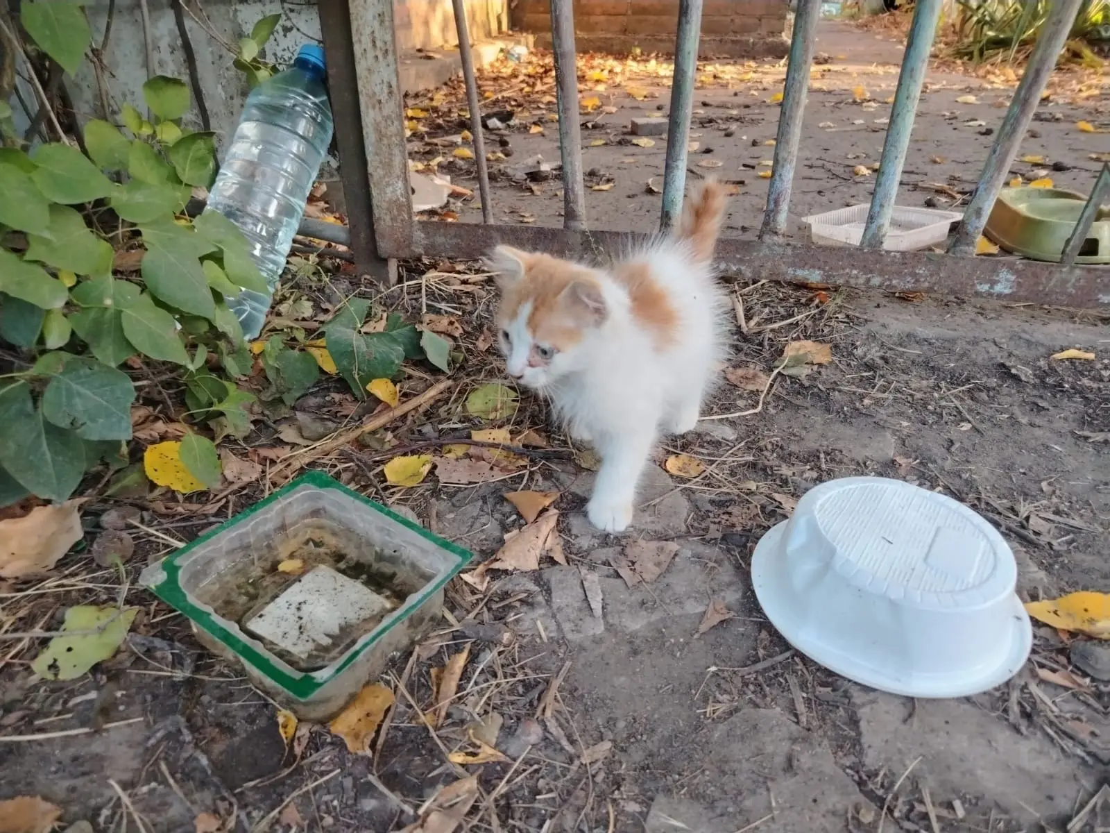 🆘🆘🆘 Очередных детей выбросили на улицу (((. 2 мальчика рыжих, и девочка беленькая с ...