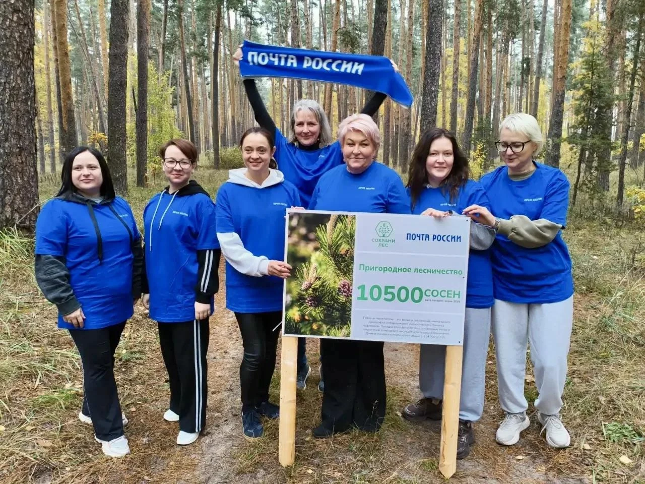 10 500 сосен: в Воронежской области появился «Почтовый лес»