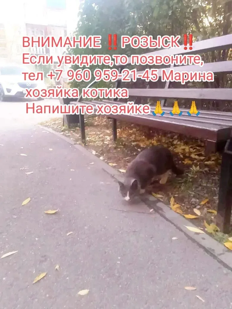 ВНИМАНИЕ ‼️РОЗЫСК‼️в районе треста возле дома можайского 13 бегал котик . Выставляли пр...