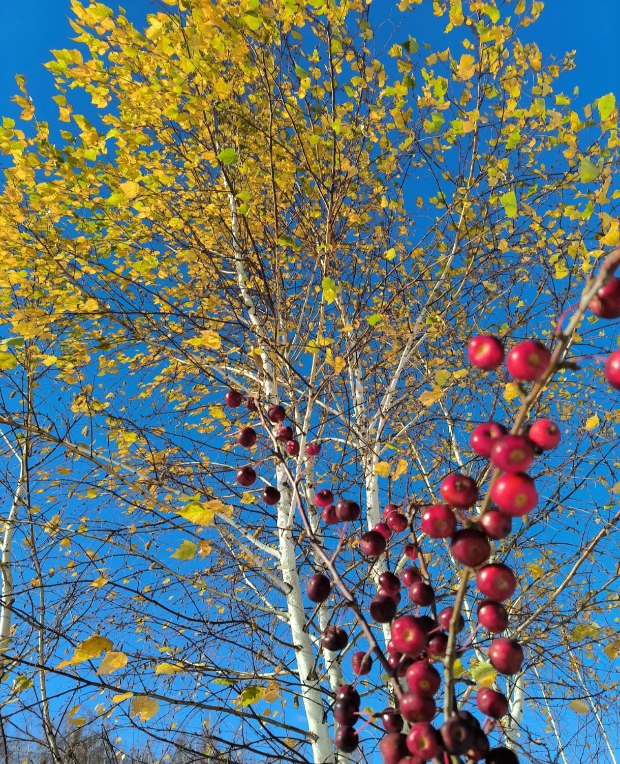 Как не очароваться золотом осени🍁🍂🍃