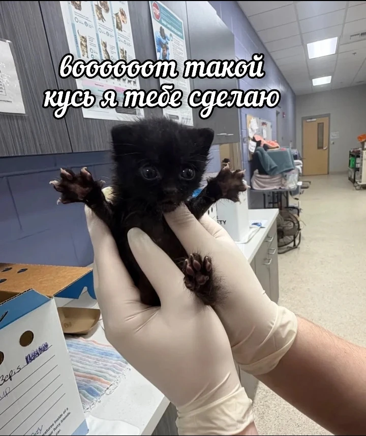 Смешные котики