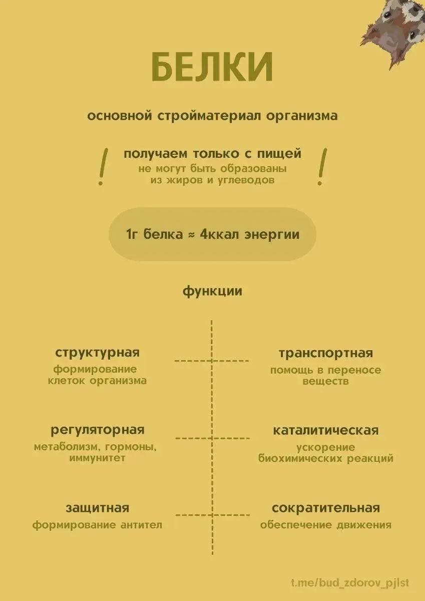 💪 Белок — это не просто “строительный материал”, а основа всех жизненных процессов в о...