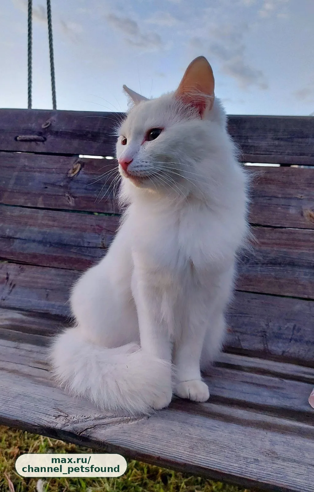 🐾 Пропал питомец — Екатеринбург
