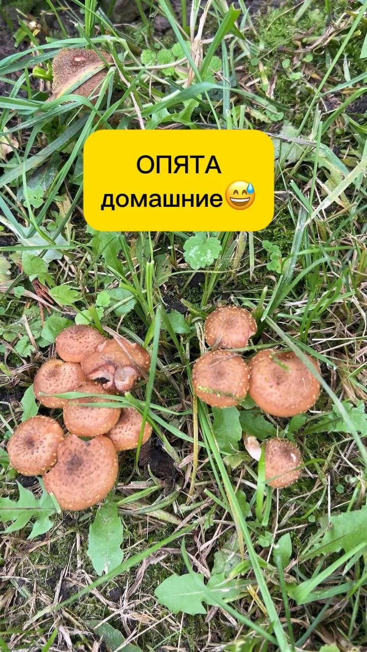 🍄‍🟫УЖЕ МНОГО ЛЕТ, В ЭТОТ ДЕНЬ, 15 октября, мы уходим в лес за грибами