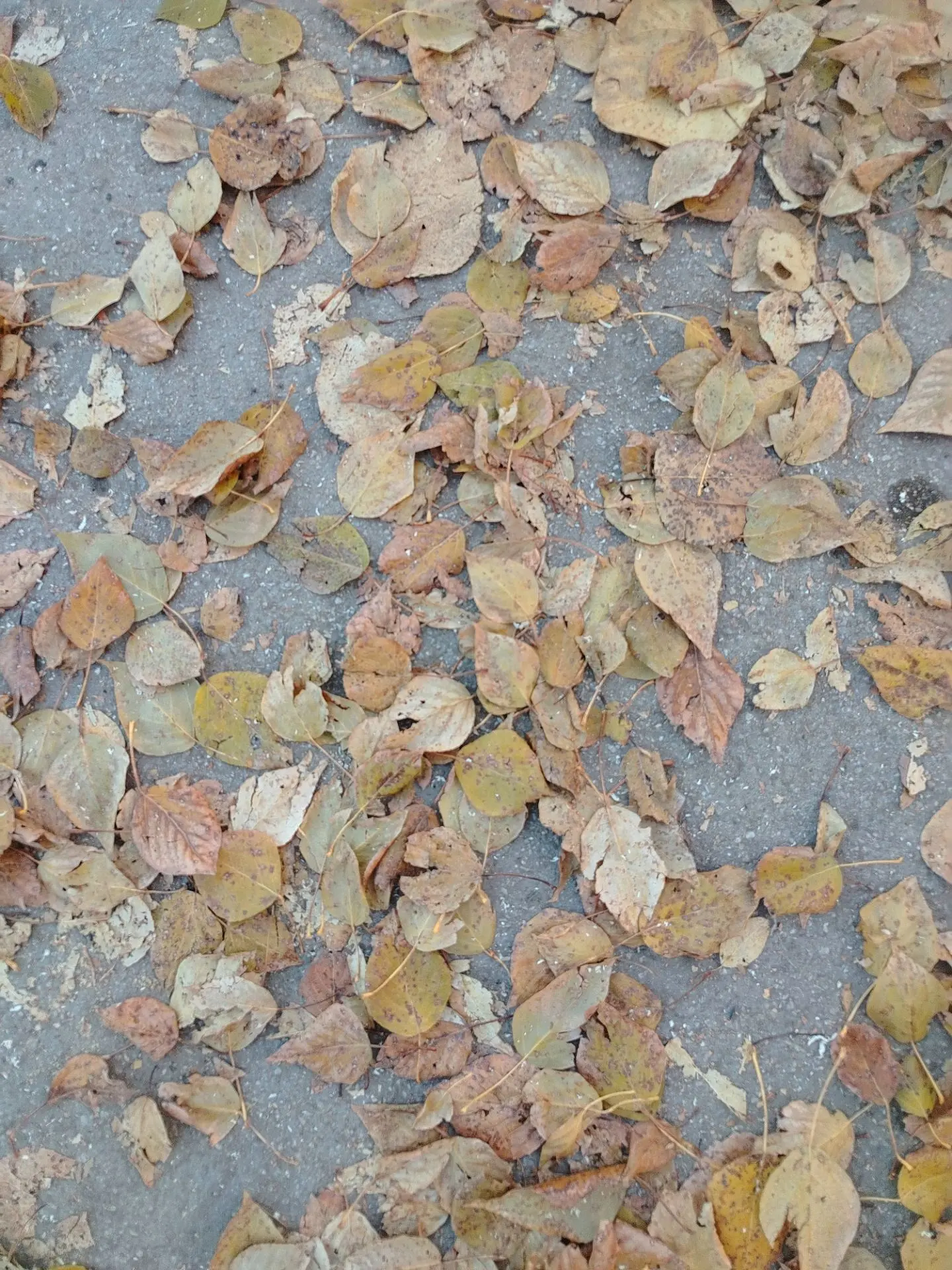 Ловите осеннюю заставочку на телефон 🍂