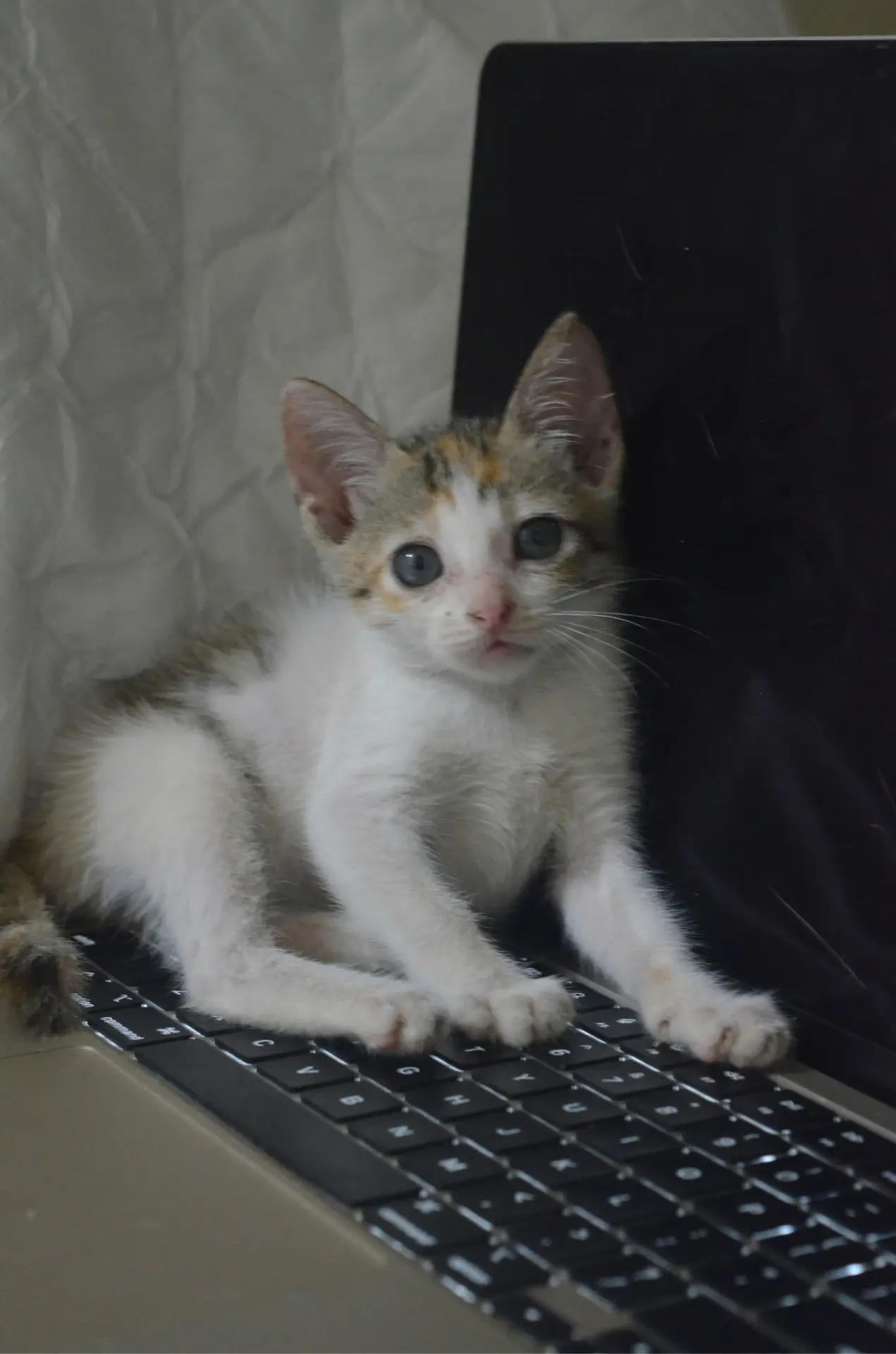 #ITКотик за работой 👨‍💻😸