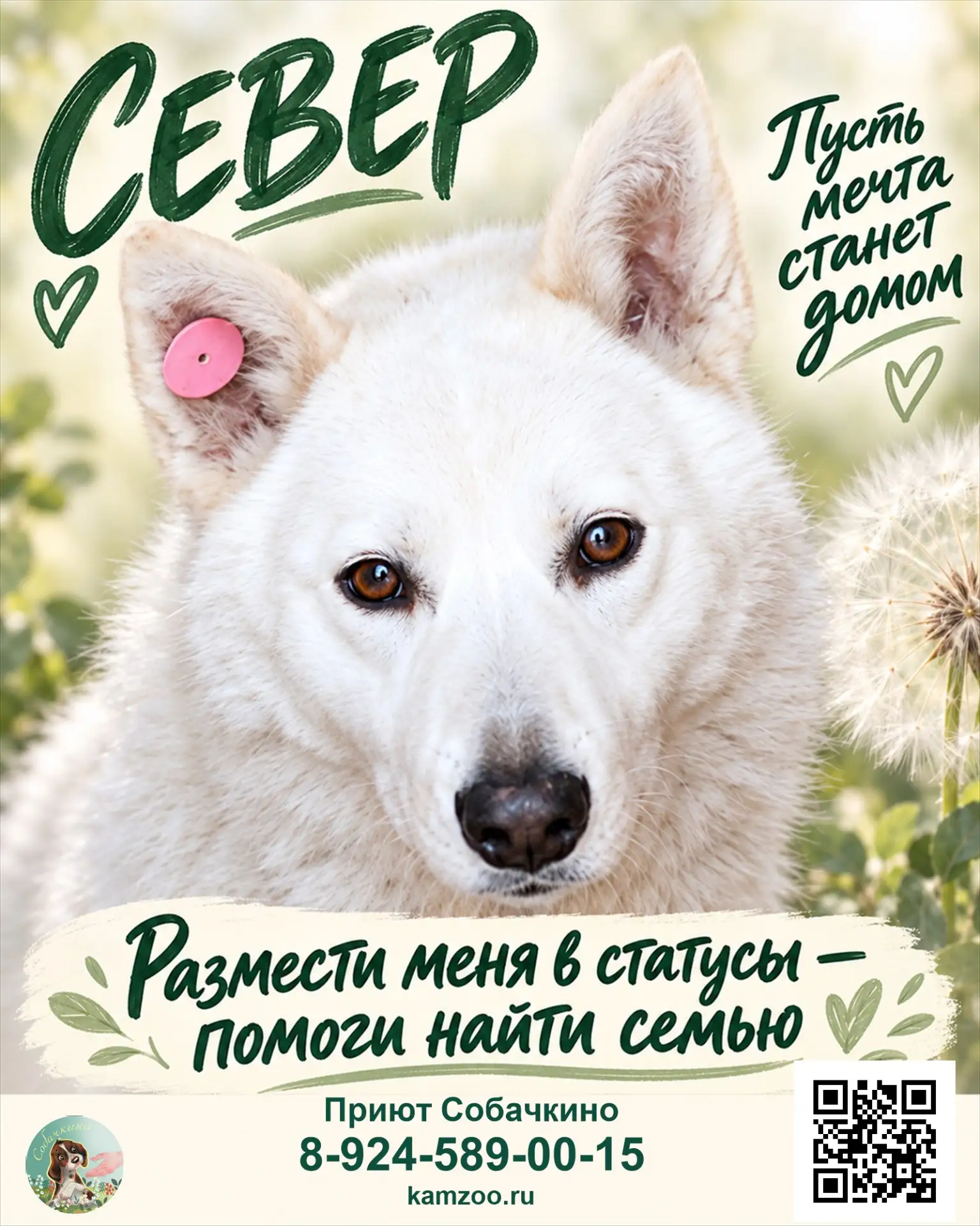Север ищет дом. ❤️