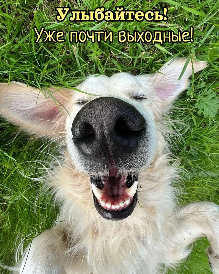 ТОП-3 ЗВУКА ИДЕАЛЬНОГО УТРА: пение птиц, аромат кофе и цокот крошечных коготков по полу...