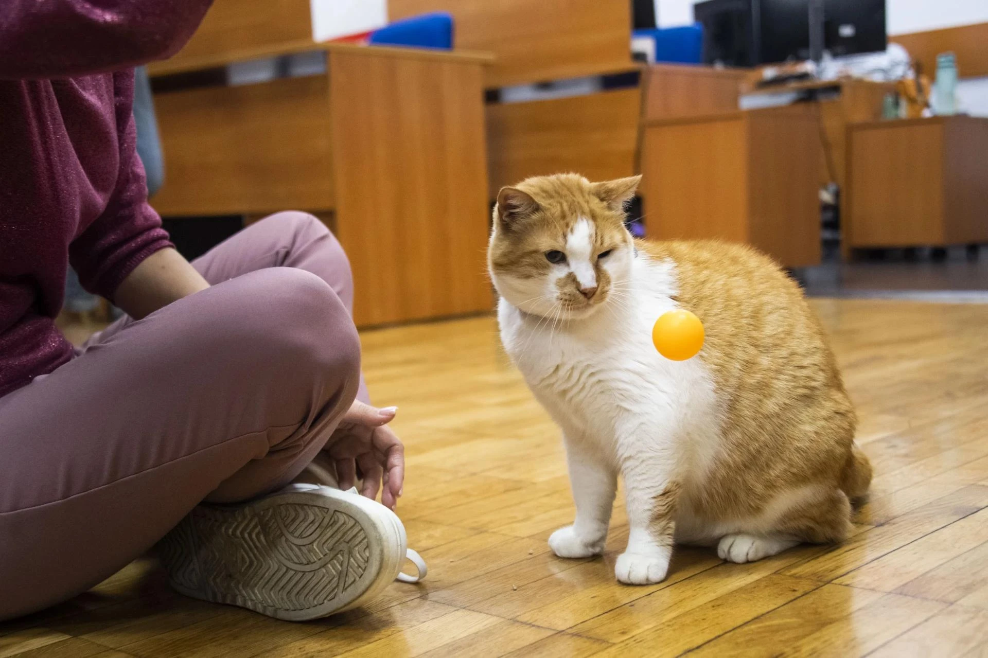 😼Работать моделью – искусство, а быть котомоделью со стажем – талант.