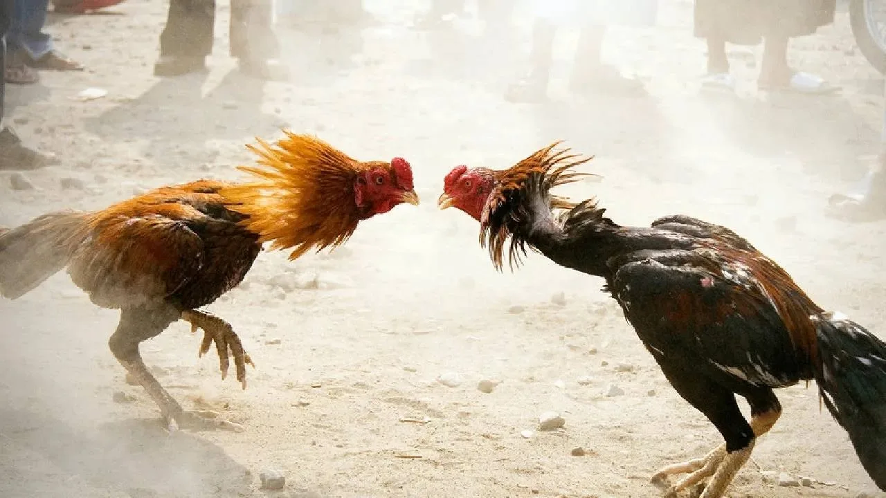 🐓 Видео с петушиными боями запретили распространять в интернете