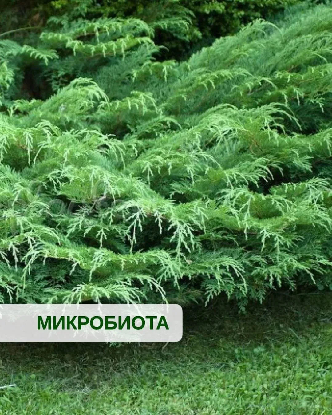 🌲 Микробиота: изящный почвопокровный хвойник