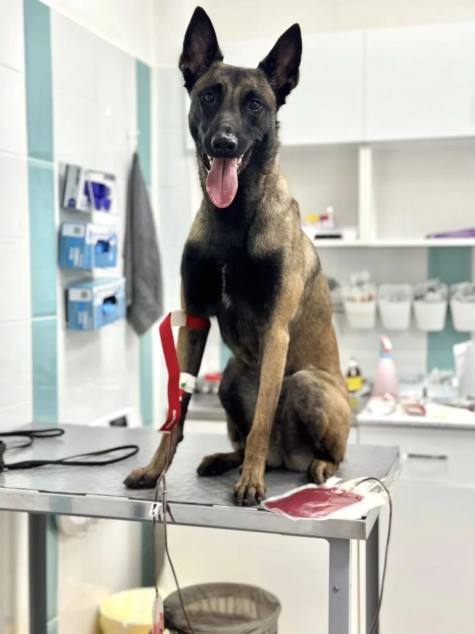 💉 Служебные собаки Пулково стали донорами крови для животных
