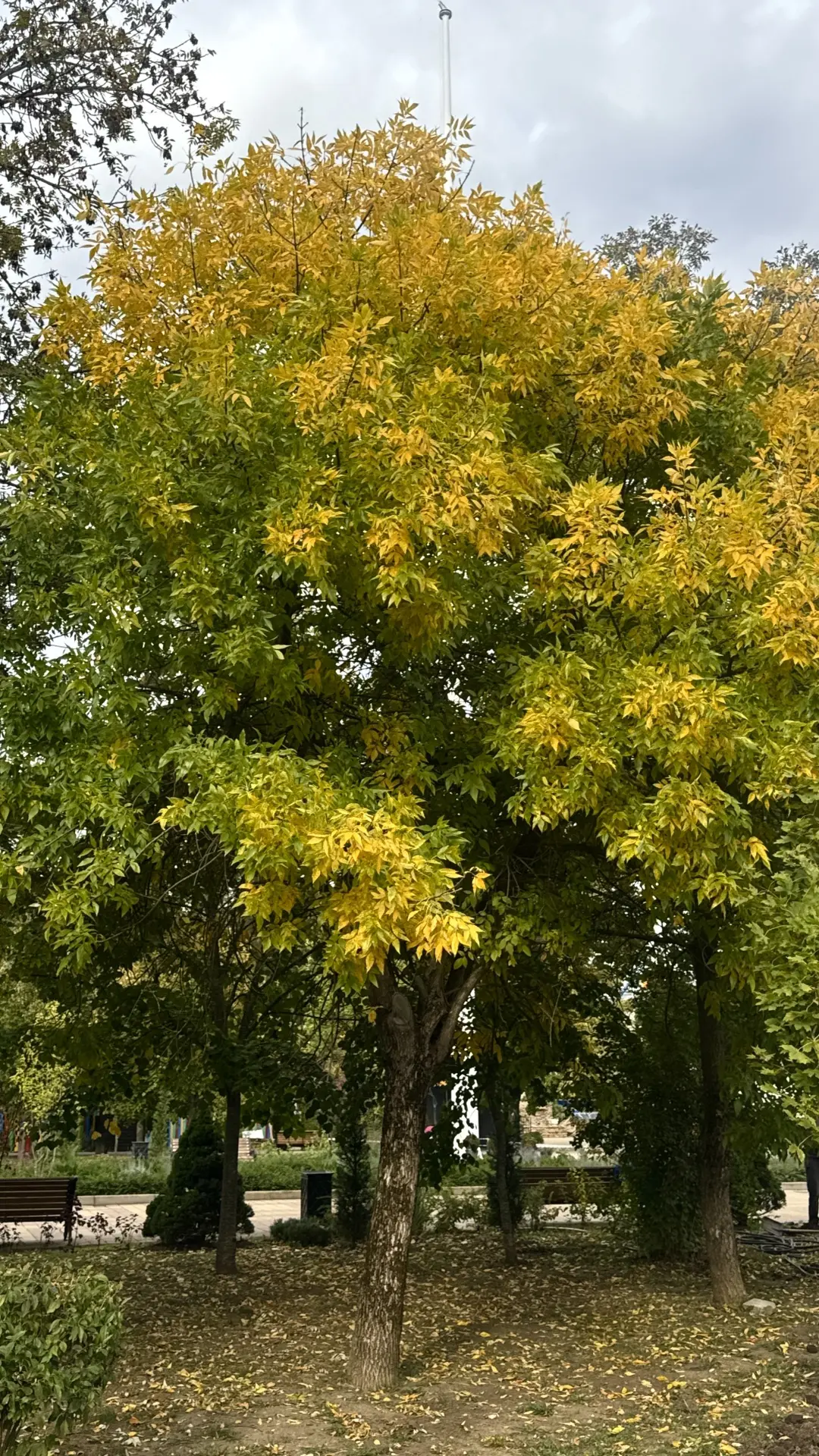 Осень в парке 💚🧡💛