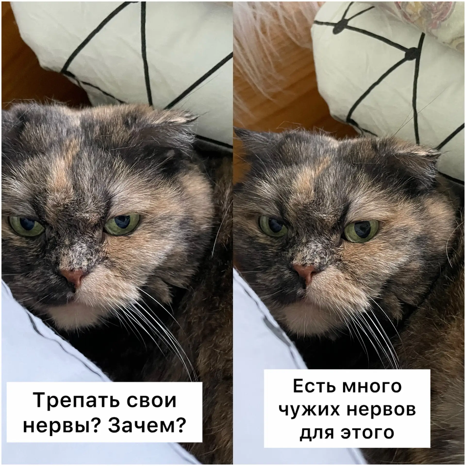 А вот действительно😺