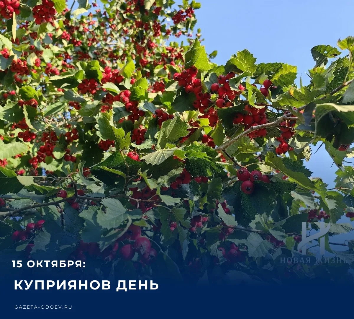 ☁️ Сегодня, 15 октября 2026 года, на территории Одоевского района синоптики прогнозирую...