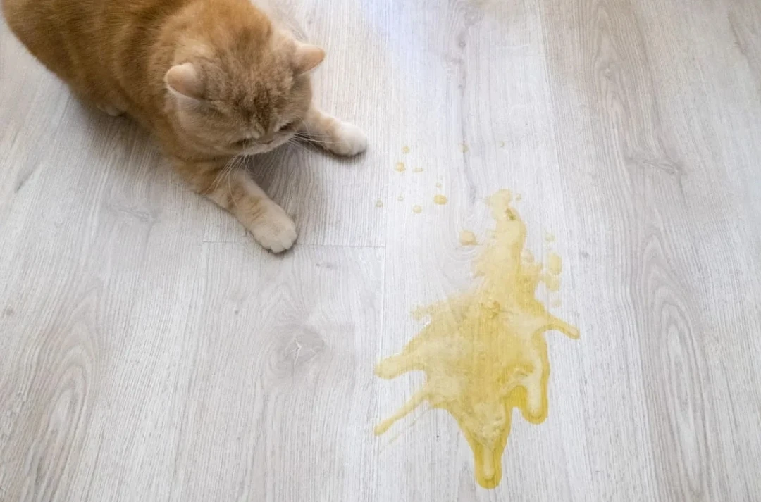 Почему собаку или кошку рвёт жёлтой пеной? 🐾