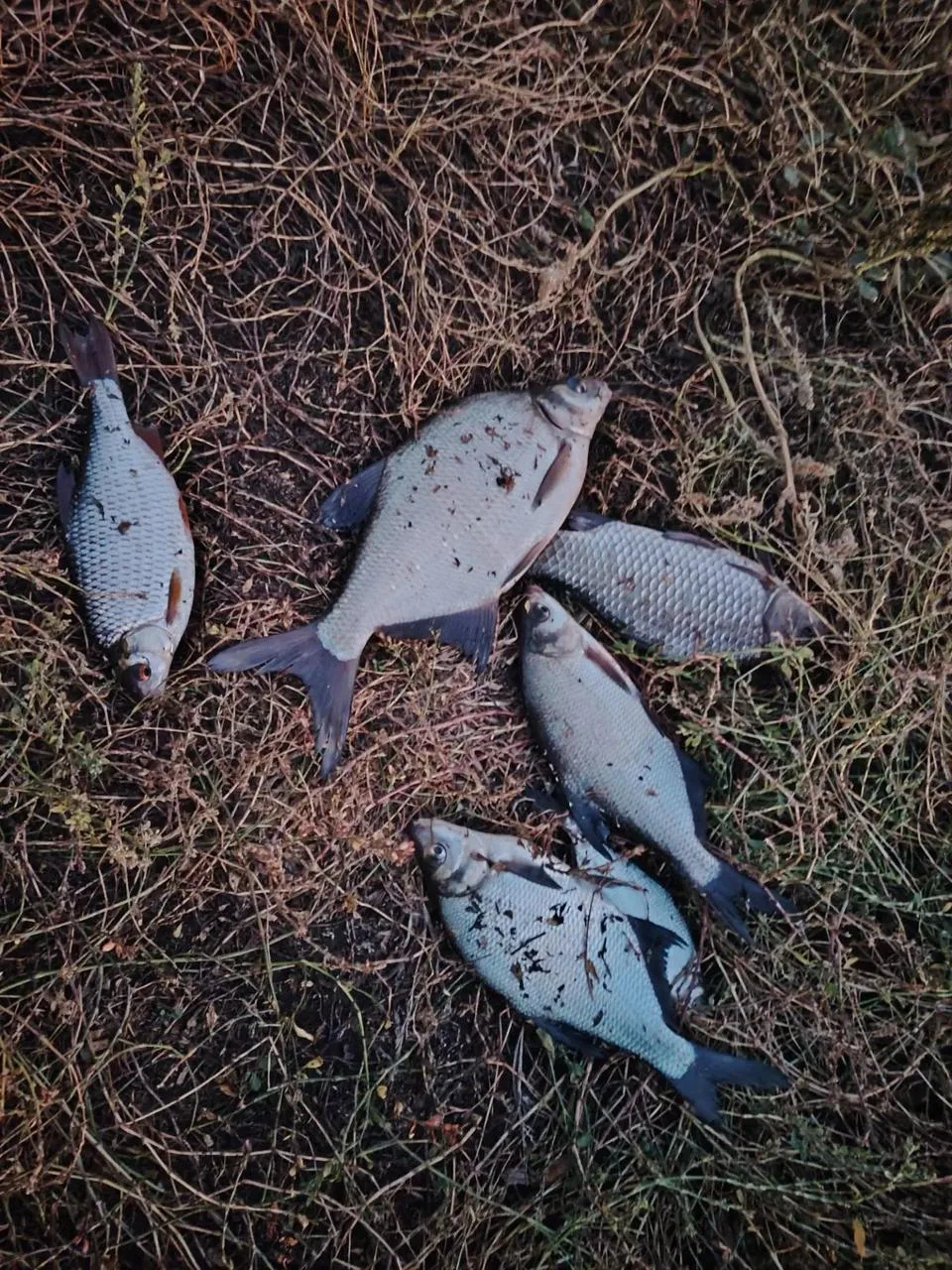 Вот так улов! 🎣