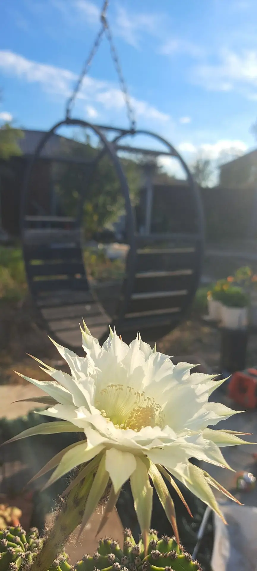 🌵💚