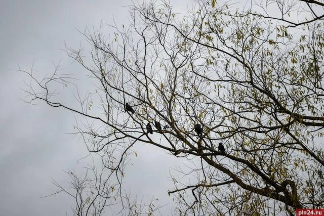 🌫 Осенний туман и золотое тепло: синоптики рассказали о погоде в Псковской области на ...