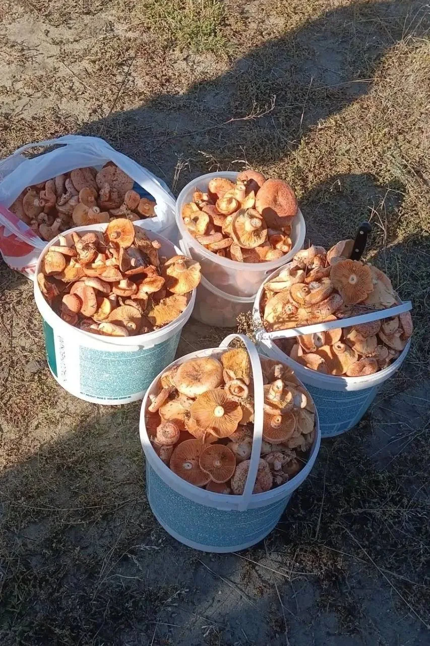 Грибной бум в лесах Саратовской области 🍄‍🟫