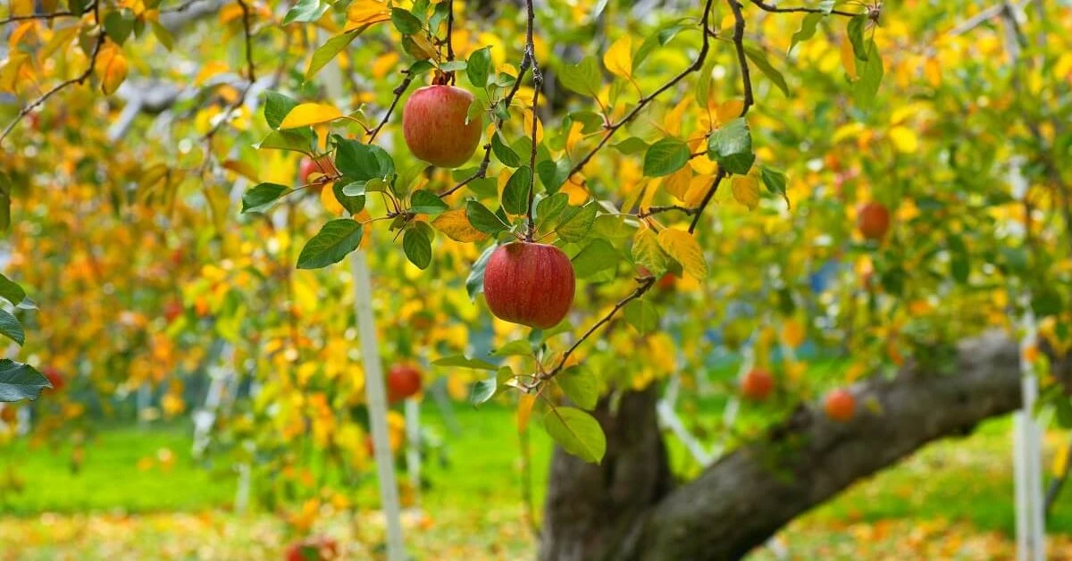 🍎🍂✨ «ФУНДАМЕНТ БУДУЩЕГО УРОЖАЯ»: 6 обязательных осенних дел в яблоневом саду до прихо...